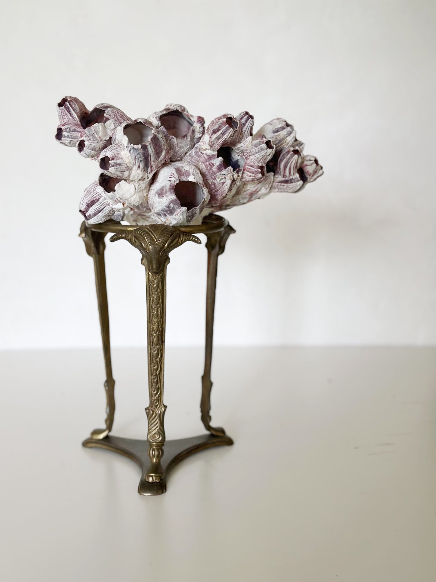Ram’s Head Brass Stand