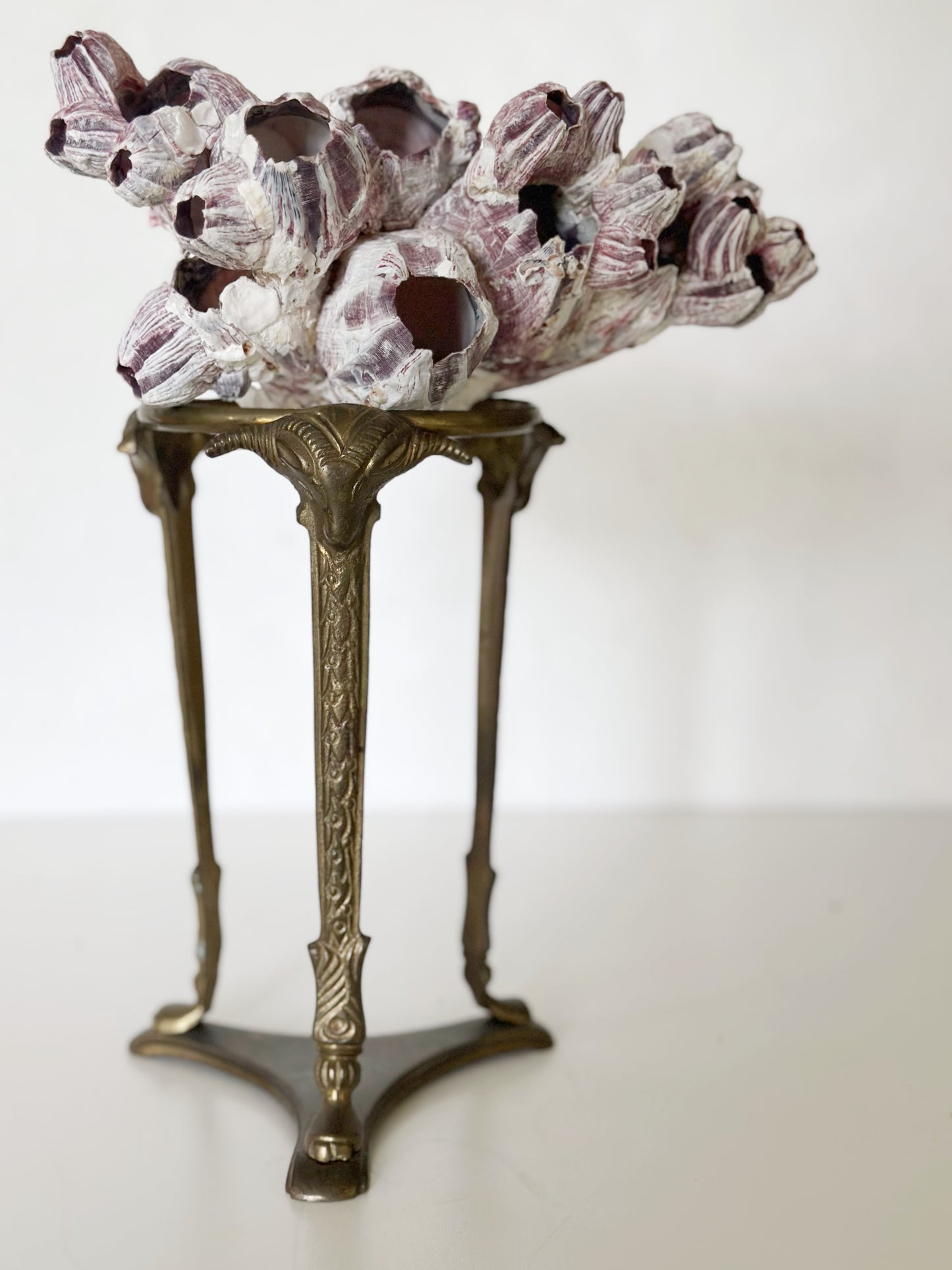 Ram’s Head Brass Stand